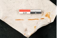 Foto (Detailansicht) von Casuarina cookii Ettingshausen (NHMW-GEO-2024-0188-10356)